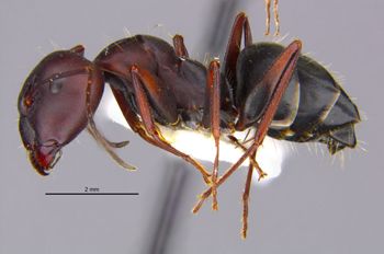 Media type: image;   Entomology 686661 Aspect: habitus lateral view